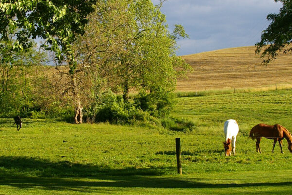 acf-herd2-2000x700