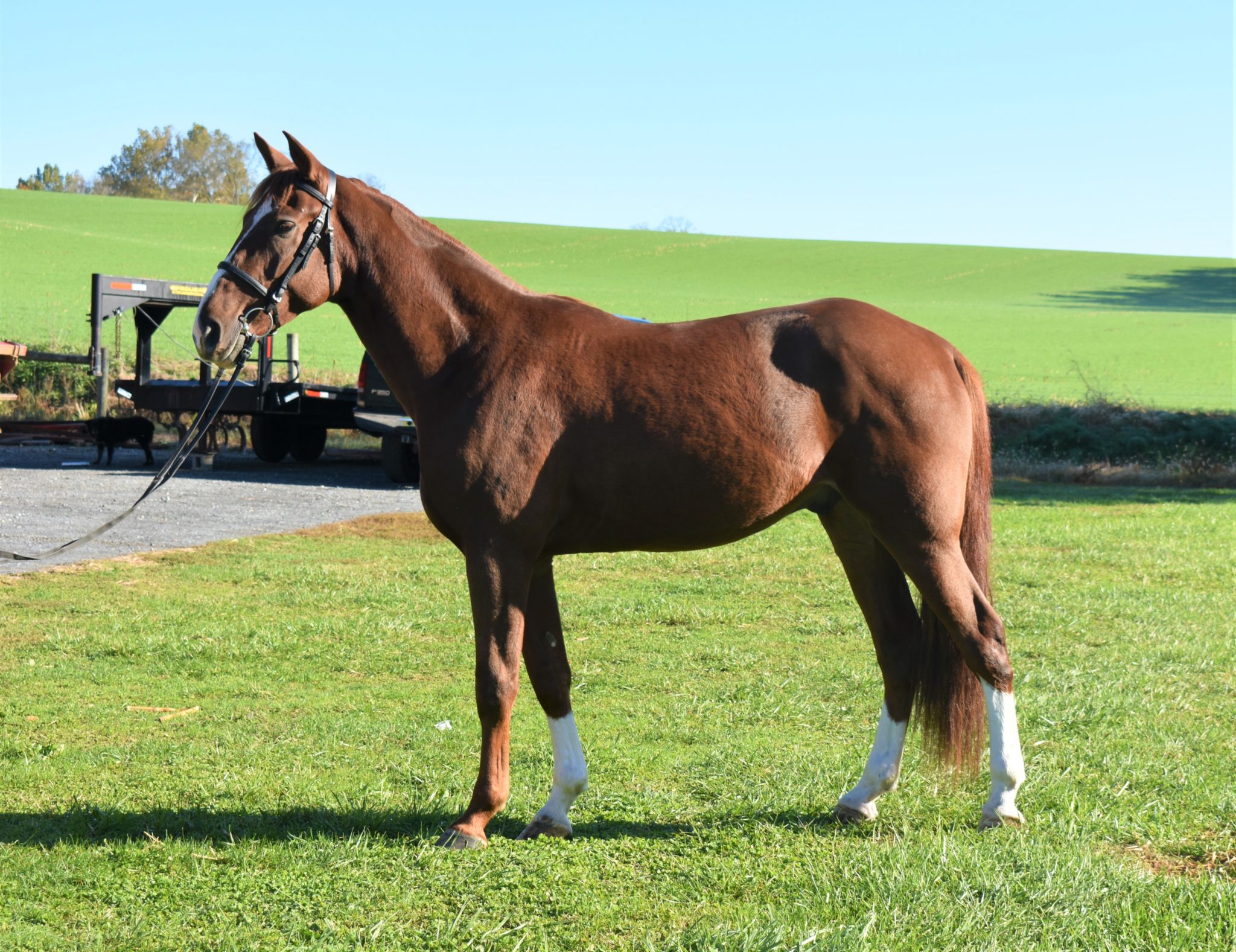 Jedidiah Dutch Cross Gelding Brittanni Murry