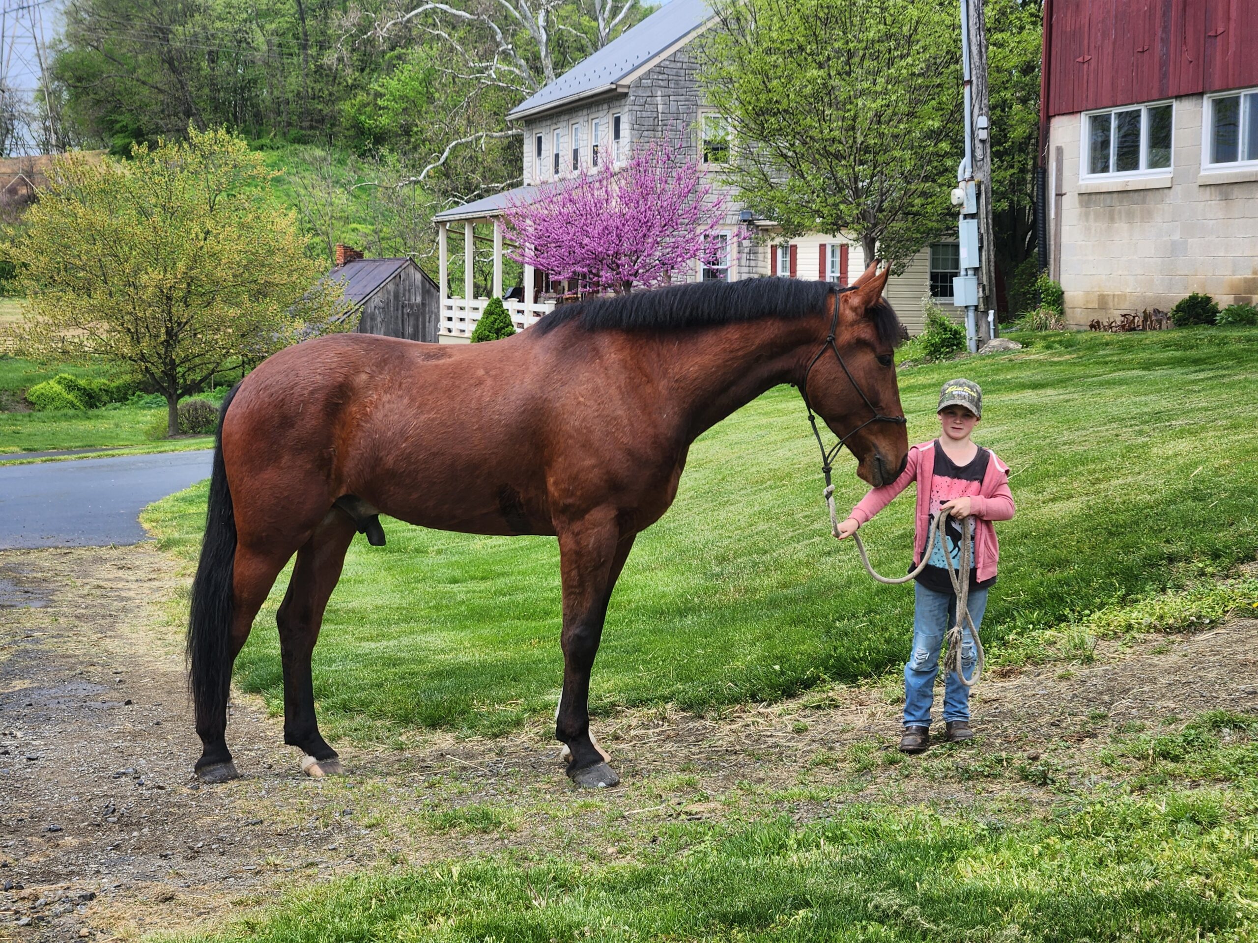 Macchiato 4yo Crossbred Gelding Brittanni Murry