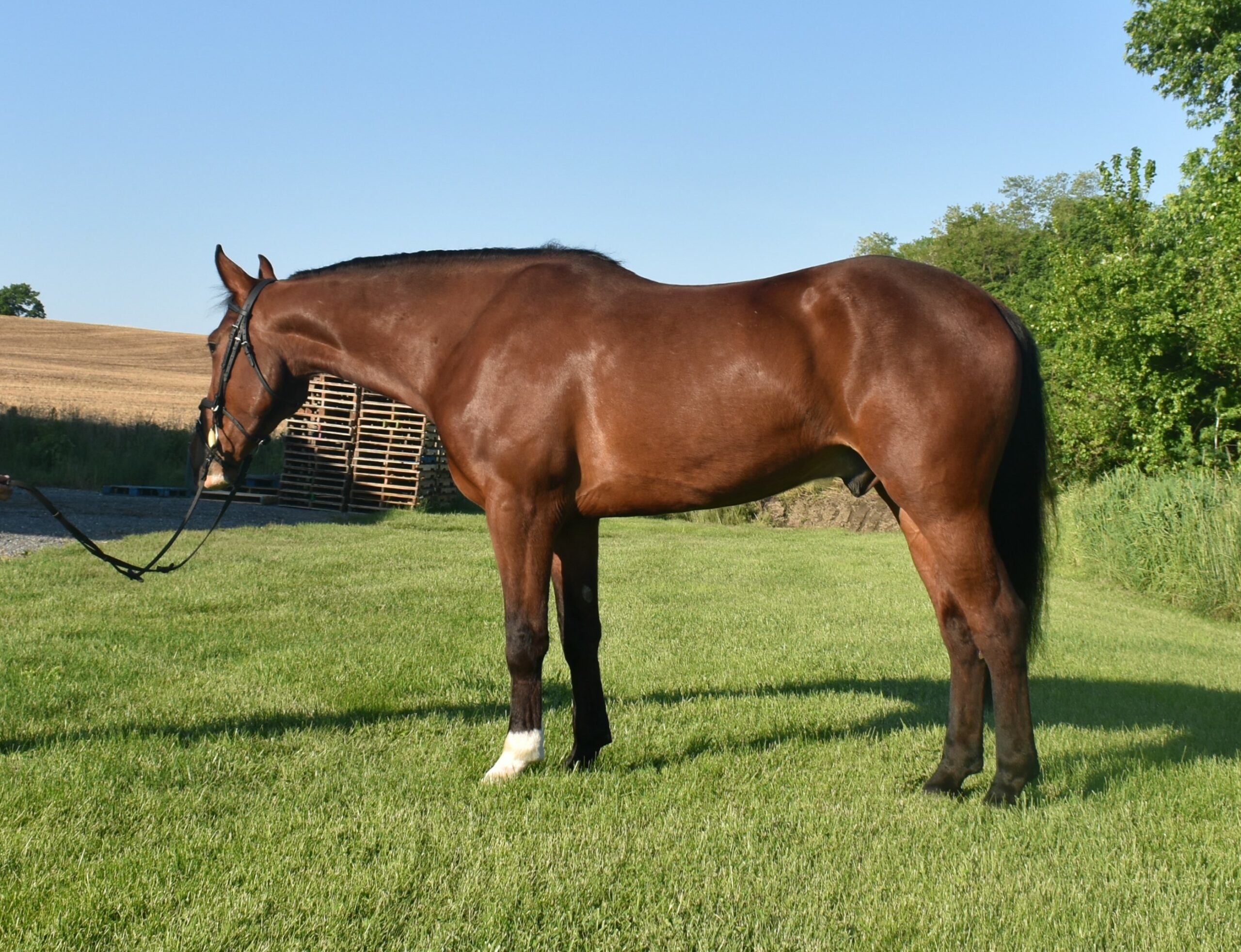 Macchiato 4yo Crossbred Gelding Brittanni Murry